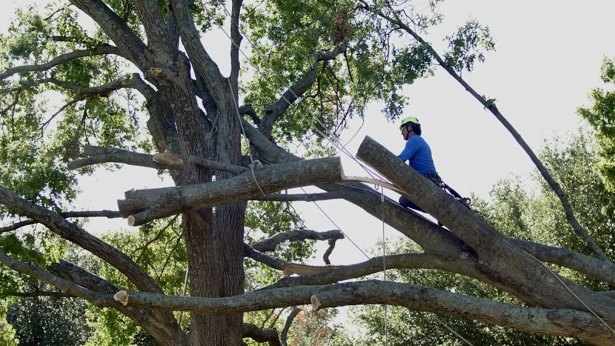 Professional Hazardous Tree Removal performed by certified arborists in Lisbon